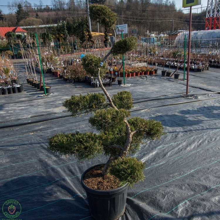 Borievka prostredná (Juniperus x Media) ´PFITZERIANA AUREA´ - výška 100-120 cm, kont. C55L - BONSAJ (-30°C)